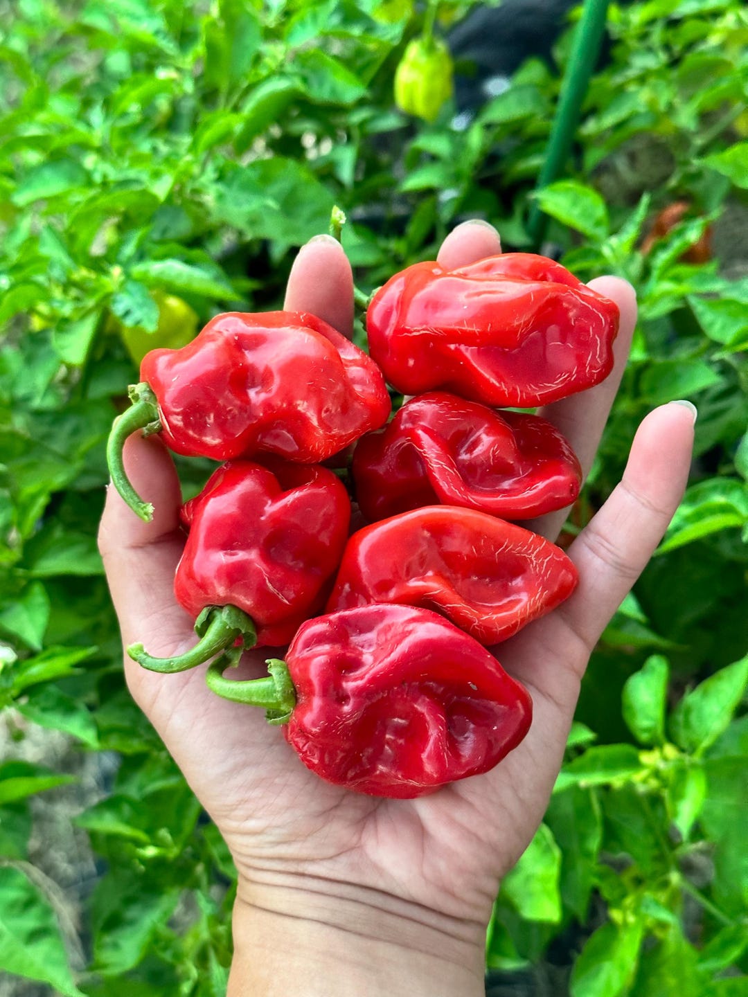 Habanero rossi appena raccolti